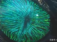 吞噬星空第二季震撼来袭，打败九头蛇龙的竟然是他？