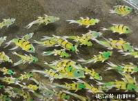 什么情况！浙江监狱竟然把改造成果搬进了国际动漫节