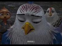 《老鹰抓小鸡》：一只被鸡养大的鹰