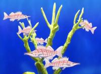 7月新番轻百合动画《白沙的水族馆》，网友：我对PA社又有信心了