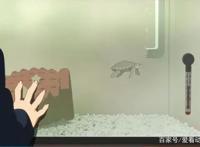 轻音少女：少女们摸的石乌龟代表着什么意思？答案令人感到意外