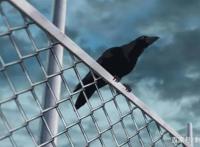 新番点评：看得见的女孩