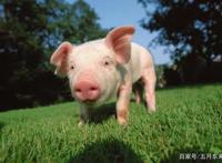 职场管理者摧毁下属的阴谋：良驹与跛脚骡子的陷阱