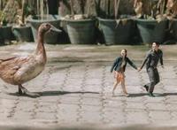 解密山海经：上古小人国，身高不足10厘米，蝴蝶当飞机蜣螂犁地