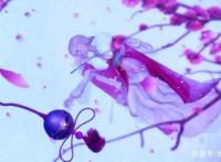 恋爱吸猫两不误，《猫妖的诱惑》动画正式版情人节高甜上线