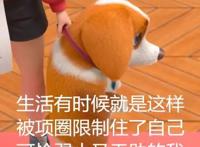 飞狗MOCO小知识：听说有人想养我？