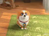 飞狗MOCO小知识：听说有人想养我？