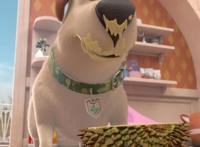 飞狗MOCO的小伙伴：人类的好朋友