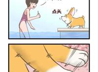 飞狗MOCO漫画：戏弄我是铲屎官的快乐来源