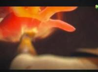 太乙仙魔录之灵飞纪第三季内容曝光？