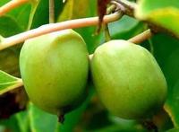 巨兵长城传：“木天果果”在现实中也存在，喵星人闻了会上头