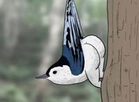 当粉丝质疑漫画家给鸟画的腿不够真实后，反转来了……