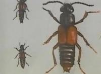 “漫画之神”手冢治虫30个关键词（上篇）