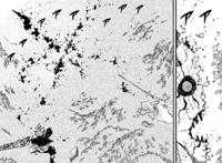 黑色五叶草漫画212话：阿斯塔成为英雄，最后只能仓皇而逃