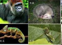 自然界里的超级骗子排行榜