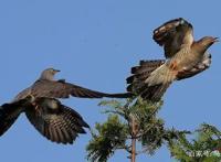 自然界里的超级骗子排行榜