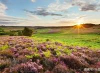 自然界里的超级骗子排行榜