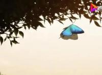 高大上的蝴蝶效应是个啥？其实用动漫讲解也能明白的