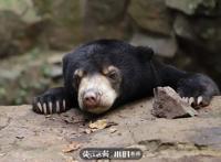 神奇动物在中国第二季·第4讲｜世界上最小的熊