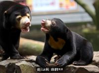 神奇动物在中国第二季·第4讲｜世界上最小的熊