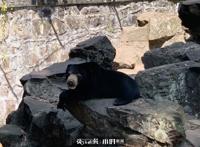 神奇动物在中国第二季·第4讲｜世界上最小的熊