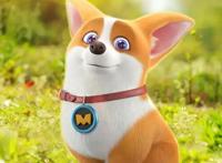 《飞狗MOCO》那只屁股上有颗爱心的短腿小柯基在家嘛？