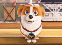 《飞狗MOCO》那只屁股上有颗爱心的短腿小柯基在家嘛？