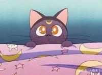 动漫中的猫咪，不仅仅很可爱，还很独特