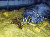 动漫中经典乌龟形象的原型是什么，你知道吗？