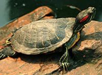 动漫中经典乌龟形象的原型是什么，你知道吗？