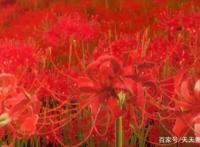 地狱少女：有仇必报的复仇番