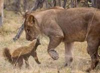 这部动漫燃爆了！——野兽化身萌妹，谁敢来战？