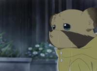 狸猫会卖萌，猛男也头疼！一部看完想养孩子的老番推荐！