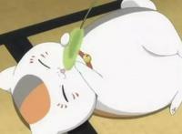 人不如宠！日媒票选最想成为的宠物排行榜