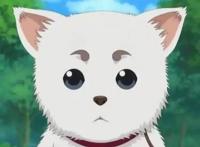 人不如宠！日媒票选最想成为的宠物排行榜