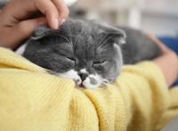 猫咪信任你的3种睡姿和不信任你的3种睡姿，你家猫是咋睡的？