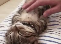 猫咪信任你的3种睡姿和不信任你的3种睡姿，你家猫是咋睡的？