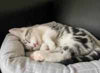 猫咪信任你的3种睡姿和不信任你的3种睡姿，你家猫是咋睡的？