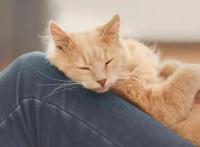 猫咪信任你的3种睡姿和不信任你的3种睡姿，你家猫是咋睡的？