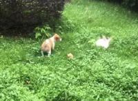 狗狗欲捉兔子，却被兔子1个动作吓得屁滚尿流：功夫兔与菜包狗！