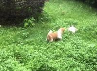 狗狗欲捉兔子，却被兔子1个动作吓得屁滚尿流：功夫兔与菜包狗！