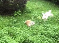 狗狗欲捉兔子，却被兔子1个动作吓得屁滚尿流：功夫兔与菜包狗！