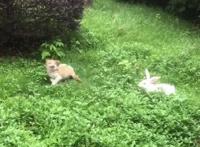 狗狗欲捉兔子，却被兔子1个动作吓得屁滚尿流：功夫兔与菜包狗！