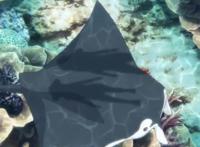 喵帕斯回来了！悠哉日常大王剧场版登录B站，冲绳之旅收获友谊