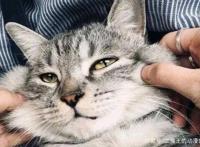 美国的蓝猫是汤姆，日本的蓝猫是A梦，中国的蓝猫你们知道吗？