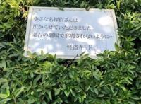 怪盗基德拐走柯南警告不能妨碍明年的剧场版