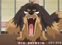 狗与剪刀的正确用法：不读书毋宁死，一只爱好阅读的腊肠狗