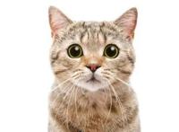 这部动漫只有“六集”，没有重播，不能回放却让每个人心酸！