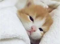 阴差阳错下追到学姐，温暖治愈中拯救世界！——《夏日大作战》