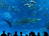 暑假去哪儿？推荐台州这11处好玩地开启亲子之旅吧